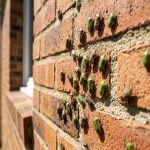 Punaise des champs : des milliers d'insectes envahissent tout !