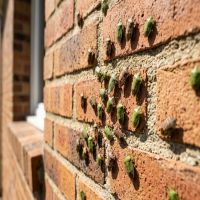 Punaise des champs : des milliers d'insectes envahissent tout !